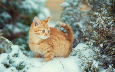 Special Christmas Gifts